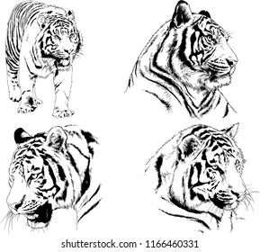 set of vector drawings on the theme of predators tigers are drawn by hand with ink tattoo logos