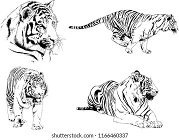 set of vector drawings on the theme of predators tigers are drawn by hand with ink tattoo logos