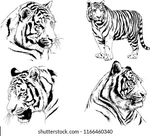 set of vector drawings on the theme of predators tigers are drawn by hand with ink tattoo logos