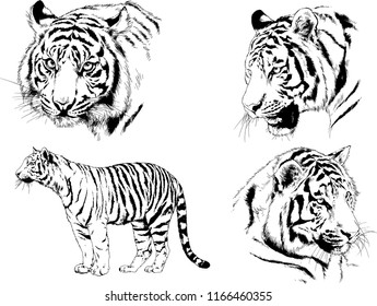 set of vector drawings on the theme of predators tigers are drawn by hand with ink tattoo logos