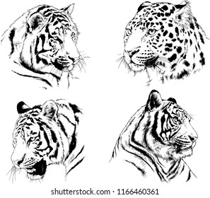 set of vector drawings on the theme of predators tigers are drawn by hand with ink tattoo logos