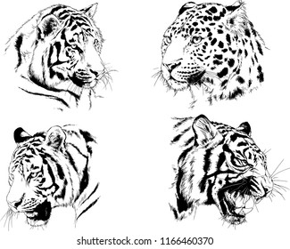 set of vector drawings on the theme of predators tigers are drawn by hand with ink tattoo logos