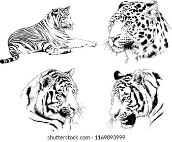 set of vector drawings on the theme of predators tigers are drawn by hand with ink tattoo logos