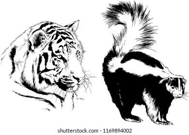 set of vector drawings on the theme of predators tigers are drawn by hand with ink tattoo logos