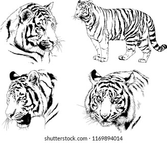 set of vector drawings on the theme of predators tigers are drawn by hand with ink tattoo logos