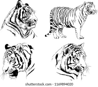 set of vector drawings on the theme of predators tigers are drawn by hand with ink tattoo logos