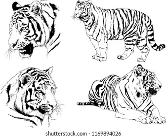 set of vector drawings on the theme of predators tigers are drawn by hand with ink tattoo logos