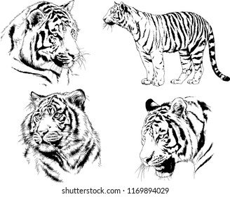set of vector drawings on the theme of predators tigers are drawn by hand with ink tattoo logos