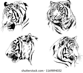 set of vector drawings on the theme of predators tigers are drawn by hand with ink tattoo logos