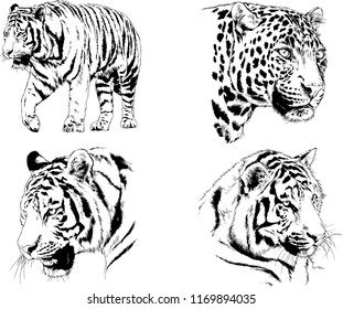 set of vector drawings on the theme of predators tigers are drawn by hand with ink tattoo logos