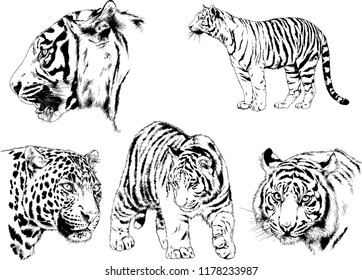 set of vector drawings on the theme of predators tigers are drawn by hand with ink tattoo logos