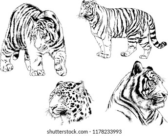 set of vector drawings on the theme of predators tigers are drawn by hand with ink tattoo logos
