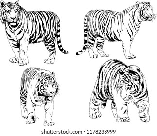 set of vector drawings on the theme of predators tigers are drawn by hand with ink tattoo logos