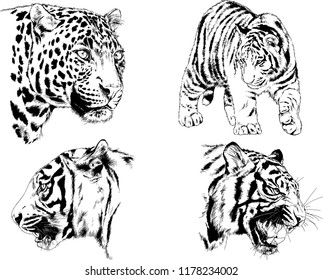 set of vector drawings on the theme of predators tigers are drawn by hand with ink tattoo logos
