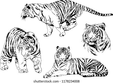 set of vector drawings on the theme of predators tigers are drawn by hand with ink tattoo logos