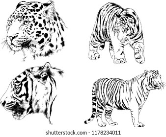 set of vector drawings on the theme of predators tigers are drawn by hand with ink tattoo logos