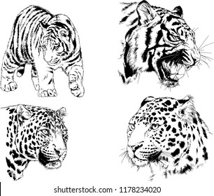 set of vector drawings on the theme of predators tigers are drawn by hand with ink tattoo logos