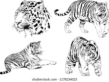 set of vector drawings on the theme of predators tigers are drawn by hand with ink tattoo logos