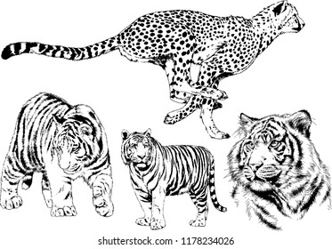 set of vector drawings on the theme of predators tigers are drawn by hand with ink tattoo logos
