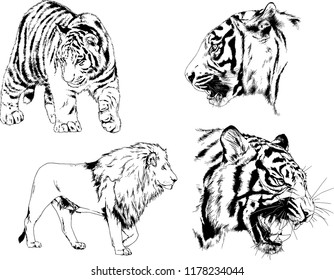 set of vector drawings on the theme of predators tigers are drawn by hand with ink tattoo logos