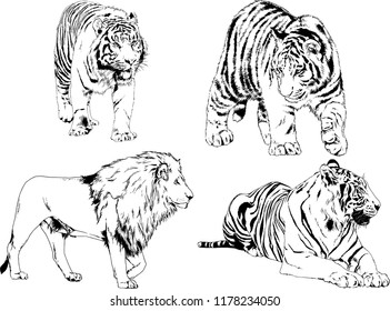 set of vector drawings on the theme of predators tigers are drawn by hand with ink tattoo logos
