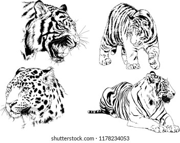 set of vector drawings on the theme of predators tigers are drawn by hand with ink tattoo logos