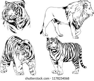 set of vector drawings on the theme of predators tigers are drawn by hand with ink tattoo logos