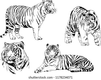 set of vector drawings on the theme of predators tigers are drawn by hand with ink tattoo logos