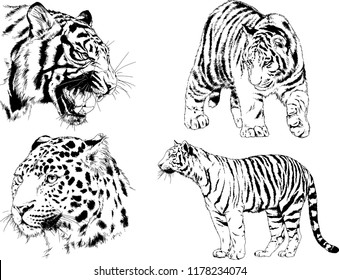 set of vector drawings on the theme of predators tigers are drawn by hand with ink tattoo logos