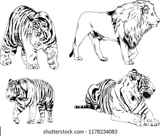 set of vector drawings on the theme of predators tigers are drawn by hand with ink tattoo logos