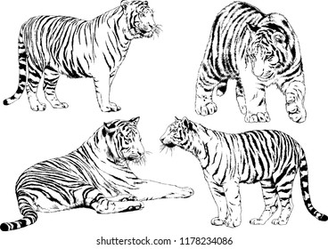 set of vector drawings on the theme of predators tigers are drawn by hand with ink tattoo logos