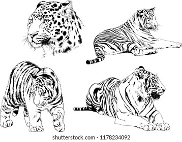 set of vector drawings on the theme of predators tigers are drawn by hand with ink tattoo logos