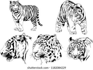 set of vector drawings on the theme of predators tigers are drawn by hand with ink tattoo logos