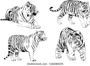 set of vector drawings on the theme of predators tigers are drawn by hand with ink tattoo logos