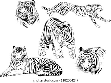 set of vector drawings on the theme of predators tigers are drawn by hand with ink tattoo logos