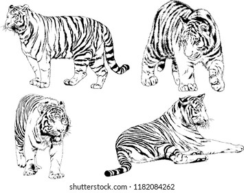 set of vector drawings on the theme of predators tigers are drawn by hand with ink tattoo logos