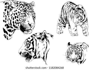 set of vector drawings on the theme of predators tigers are drawn by hand with ink tattoo logos