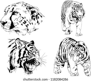 set of vector drawings on the theme of predators tigers are drawn by hand with ink tattoo logos