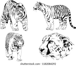 set of vector drawings on the theme of predators tigers are drawn by hand with ink tattoo logos