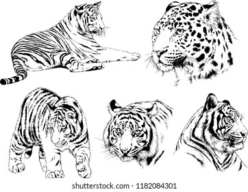 set of vector drawings on the theme of predators tigers are drawn by hand with ink tattoo logos