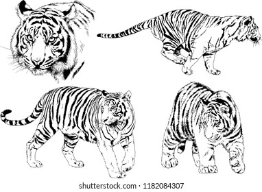 set of vector drawings on the theme of predators tigers are drawn by hand with ink tattoo logos