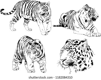 set of vector drawings on the theme of predators tigers are drawn by hand with ink tattoo logos