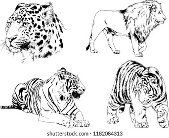 set of vector drawings on the theme of predators tigers are drawn by hand with ink tattoo logos