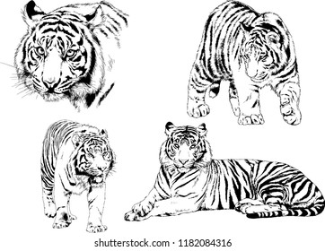 set of vector drawings on the theme of predators tigers are drawn by hand with ink tattoo logos