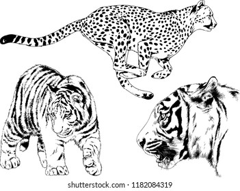 set of vector drawings on the theme of predators tigers are drawn by hand with ink tattoo logos