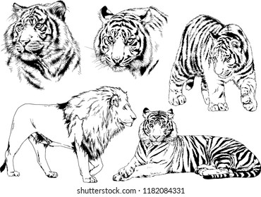 set of vector drawings on the theme of predators tigers are drawn by hand with ink tattoo logos