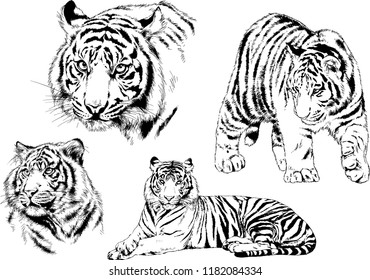 set of vector drawings on the theme of predators tigers are drawn by hand with ink tattoo logos