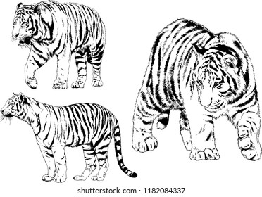 set of vector drawings on the theme of predators tigers are drawn by hand with ink tattoo logos