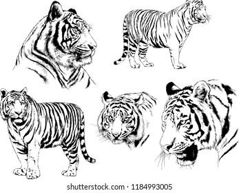 set of vector drawings on the theme of predators tigers are drawn by hand with ink tattoo logos