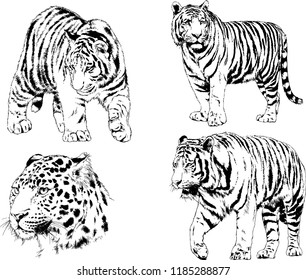 set of vector drawings on the theme of predators tigers are drawn by hand with ink tattoo logos